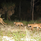 Image for article titled Florida Votes 'Yes' On Biggest Land Conservation Bill Ever